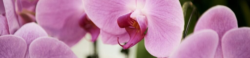 Detailed close-up of vibrant pink orchids showcasing their delicate petals and exotic beauty.