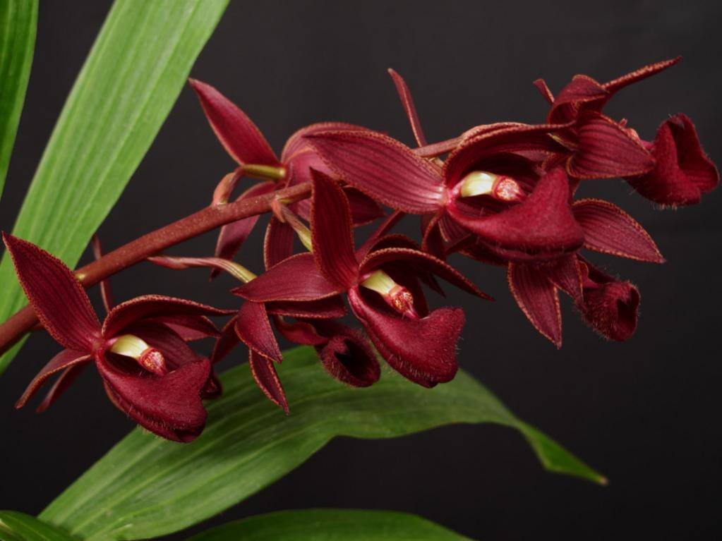 Mormodes: orquídea decídua. Aprenda luz, rega por fases, substrato, adubação e replantio para floradas expressivas e perfumadas.