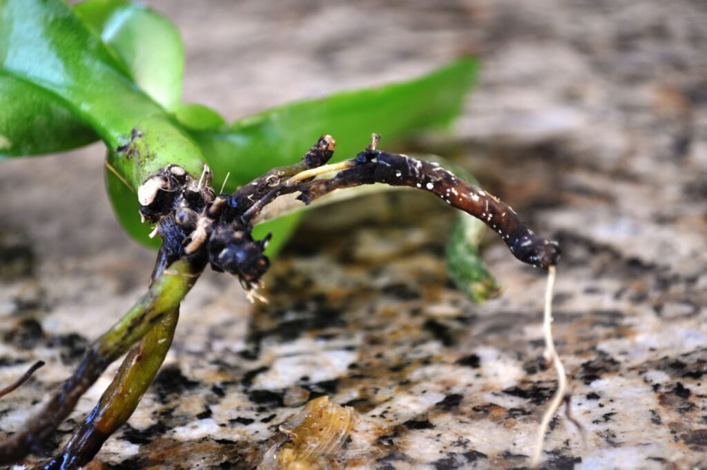 Passo a passo para salvar orquídea com raiz podre: corte seguro, higienização, replantio em substrato arejado e cuidados de recuperação.