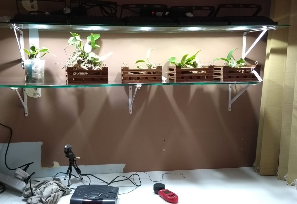 Como usar luz artificial para orquídeas: LED ideal, horas por dia, distância, intensidades por espécie, montagem segura e ajustes de rega/adubação.