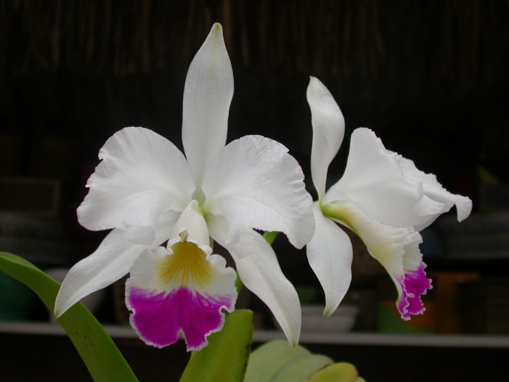 Cattleya_warneri-semialba-como-cultivar-orquideas