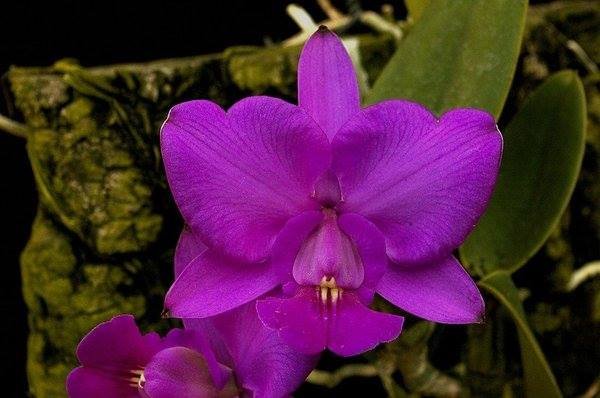 cattleya-walkeriana-rubra-como-cultivar-orquideas