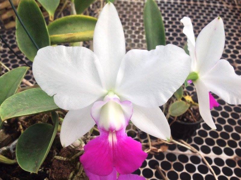 cattleya-walkeriana-semialba-como-cultivar-orquideas