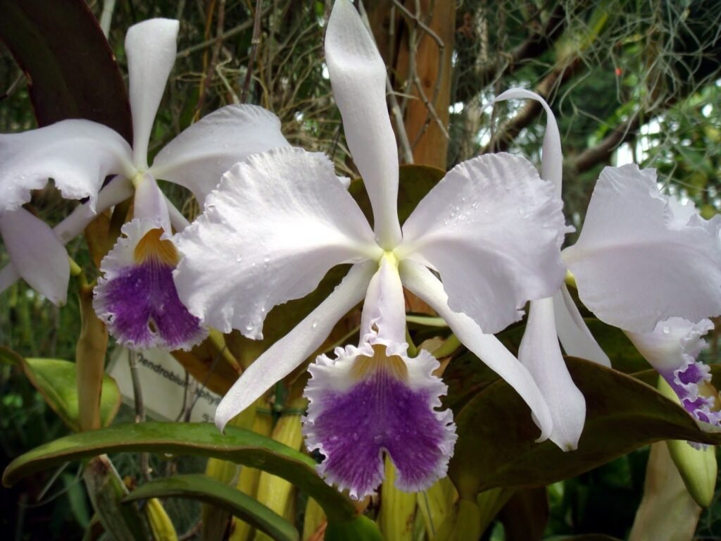 cattleya-warneri-coerulea-como-cultivar-orquideas