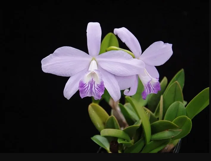 laelia-sincorana-coerulea-como-cultivar-orquideas