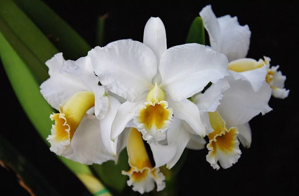 Cattleya-percivaliana-alba-como-cultivar-orquideas