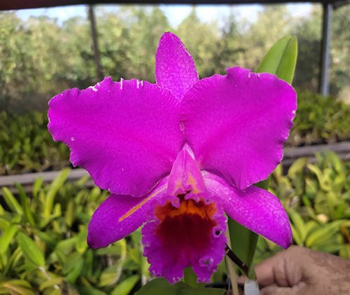 Cattleya-percivaliana-rubra-como-cultivar-orquideas