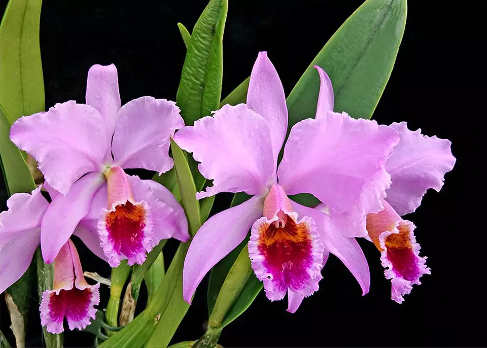 Cattleya-percivaliana-tipo-como-cultivar-orquideas