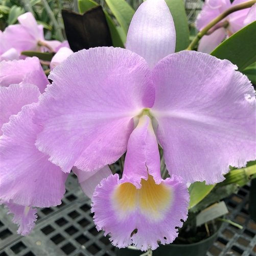 Cattleya-trianae-concolor-como-cultivar-orquideas
