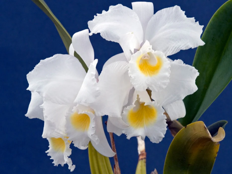 Cattleya_trianae_alba_como-cultivar-orquideas