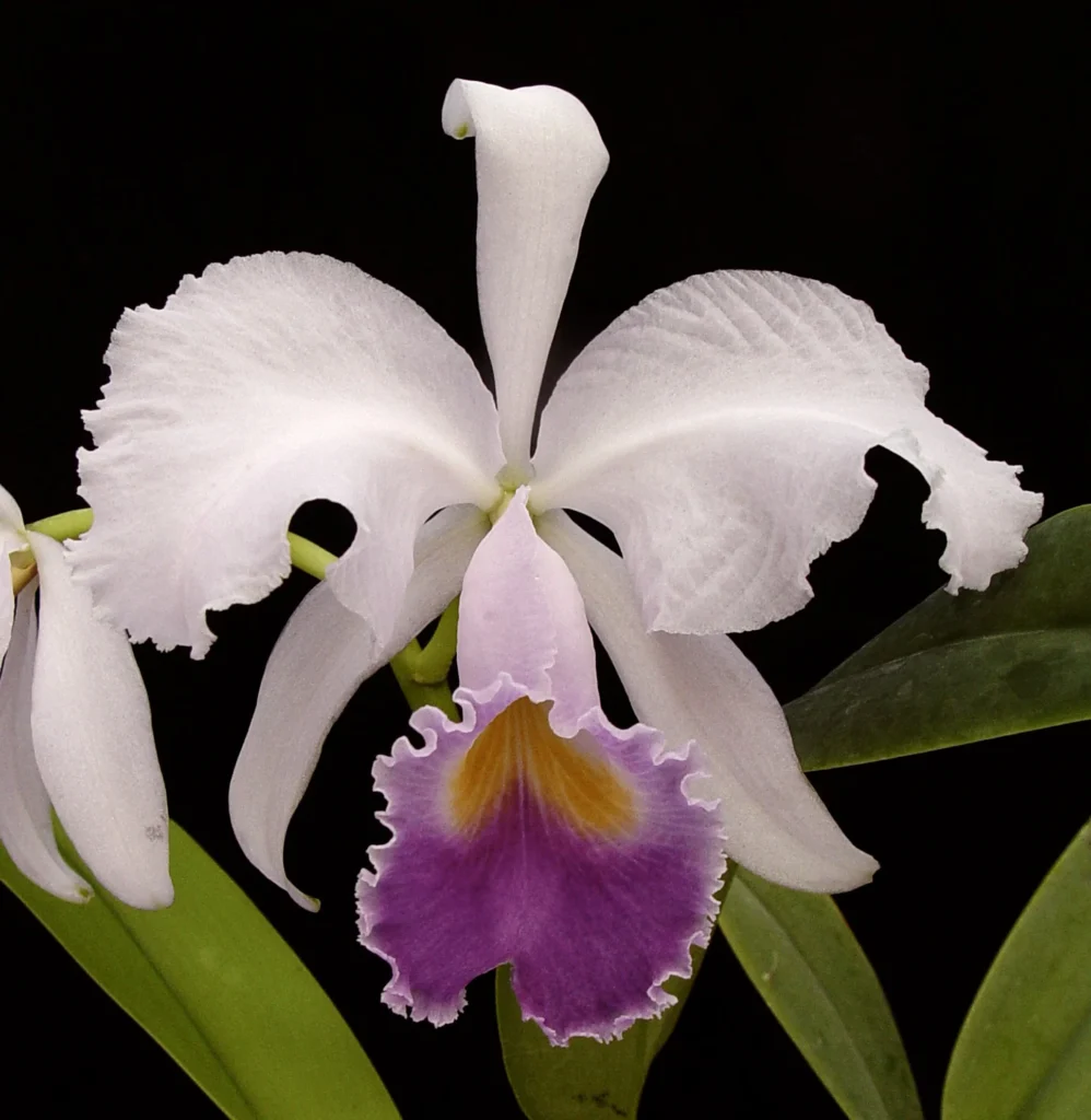 Cattleya_trianae_coerulea_como-cultivar-orquideas
