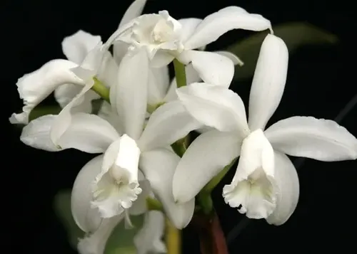 cattleya-intermedia-alba-como-cultivar-orquideas