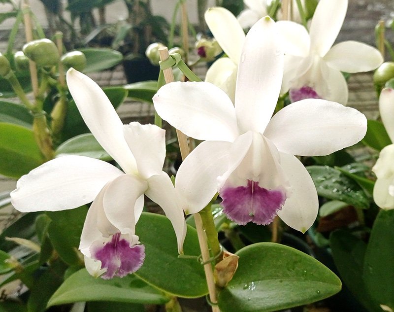 cattleya-intermedia-coerulea-como-cultivar-orquideas