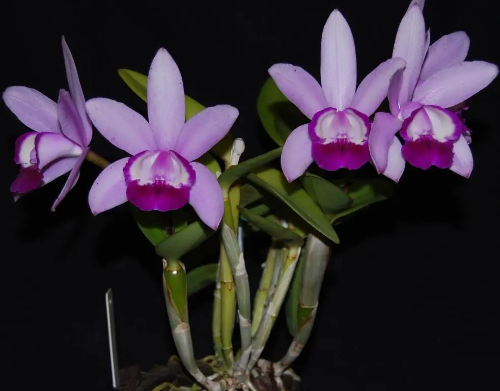 cattleya-intermedia-orlata-como-cultivar-orquideas