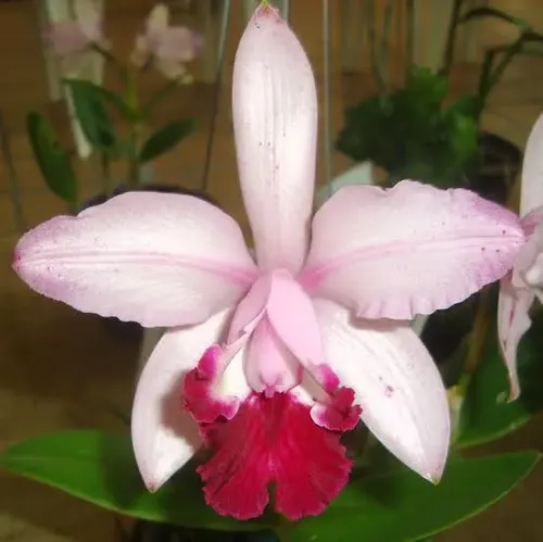 cattleya-intermedia-vinicolor-como-cultivar-orquideas