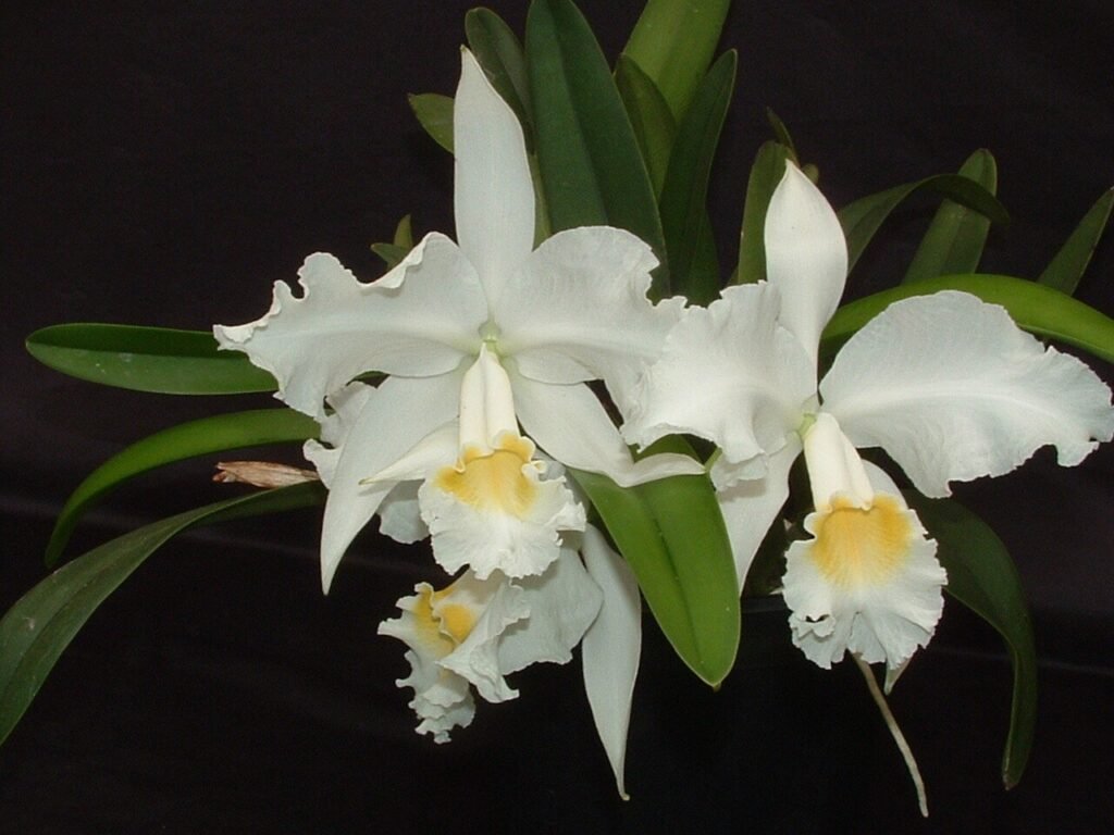 cattleya-mossiae-alba-como-cultivar-orquideas