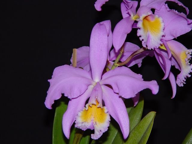 cattleya-mossiae-concolor-como-cultivar-orquideas