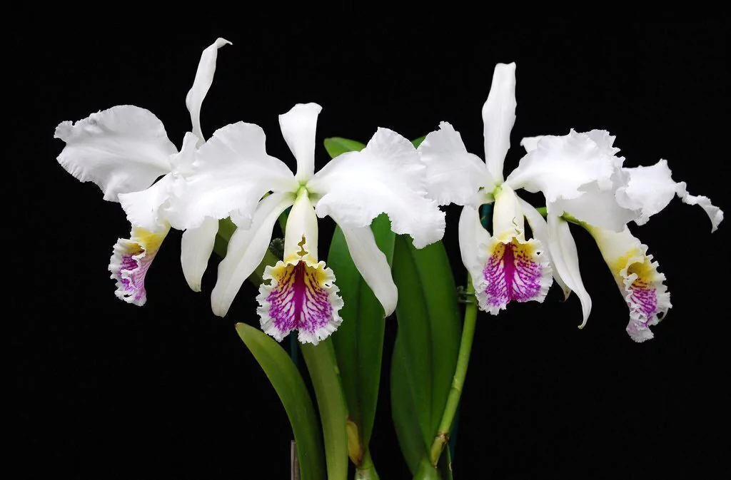 cattleya-mossiae-semi-alba-como-cultivar-orquideas