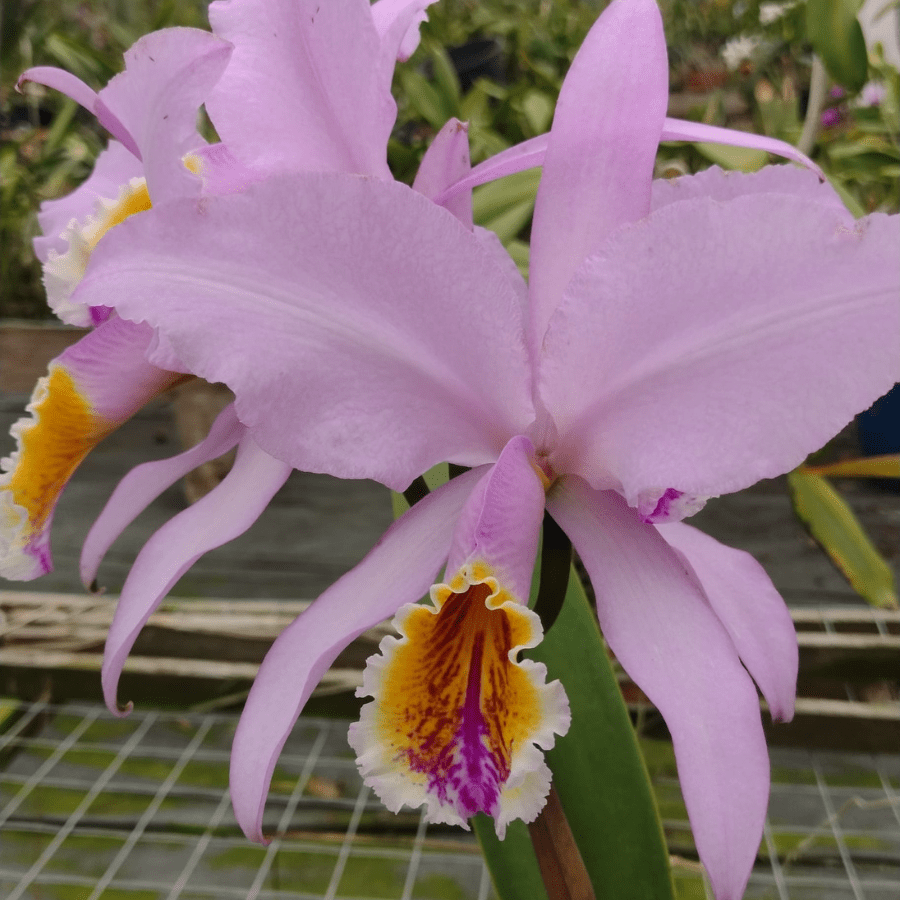 cattleya-mossiae-tipo-como-cultivar-orquideas