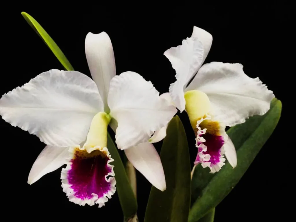 cattleya-percivaliana-semi-alba-como-cultivar-orquideas