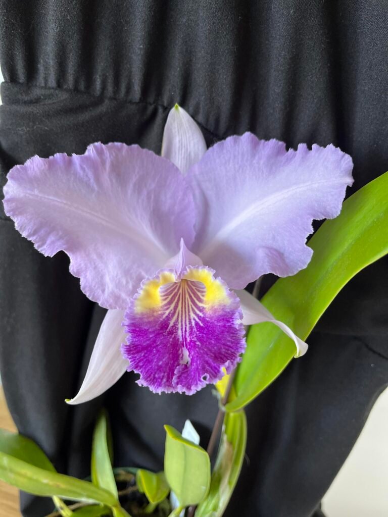cattleya-lueddemanniana-coerulea-como-cultivar-orquideas