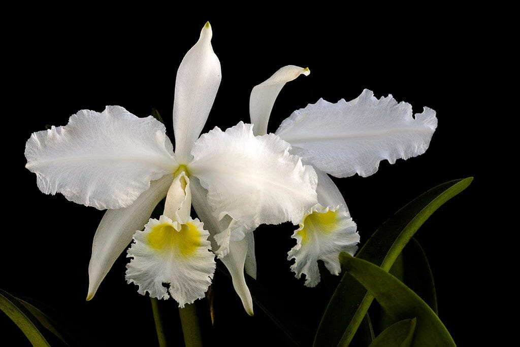 cattleya-lueddemanniana-alba-como-cultivar-orquideas