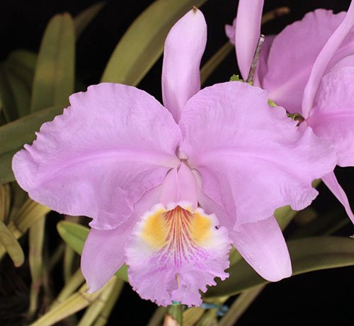 cattleya-lueddemanniana-concolor-como-cultivar-orquideas