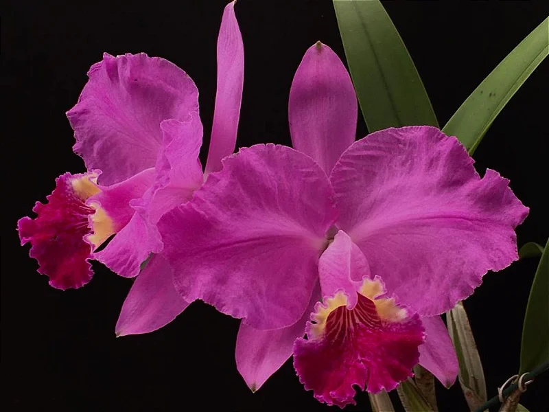 cattleya-lueddemanniana-rubra-como-cultivar-orquideas