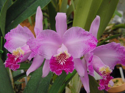 cattleya-lueddemanniana-flamea-como-cultivar-orquideas