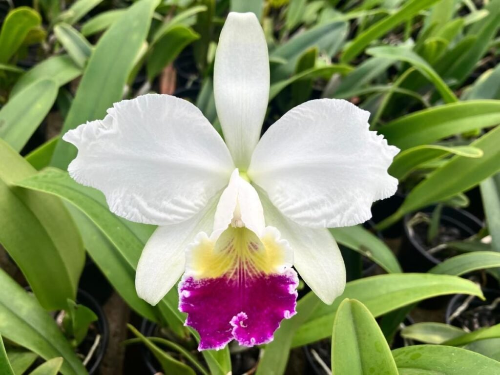 cattleya-lueddemanniana-semialba-como-cultivar-orquideas
