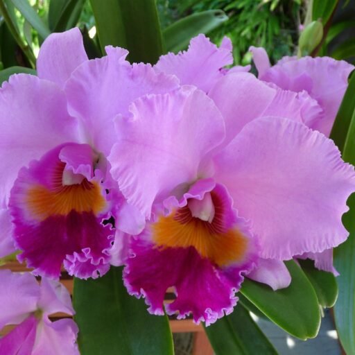 Diferenças entre orquídeas terrestres e epífitas: entenda como cultivar cada tipo