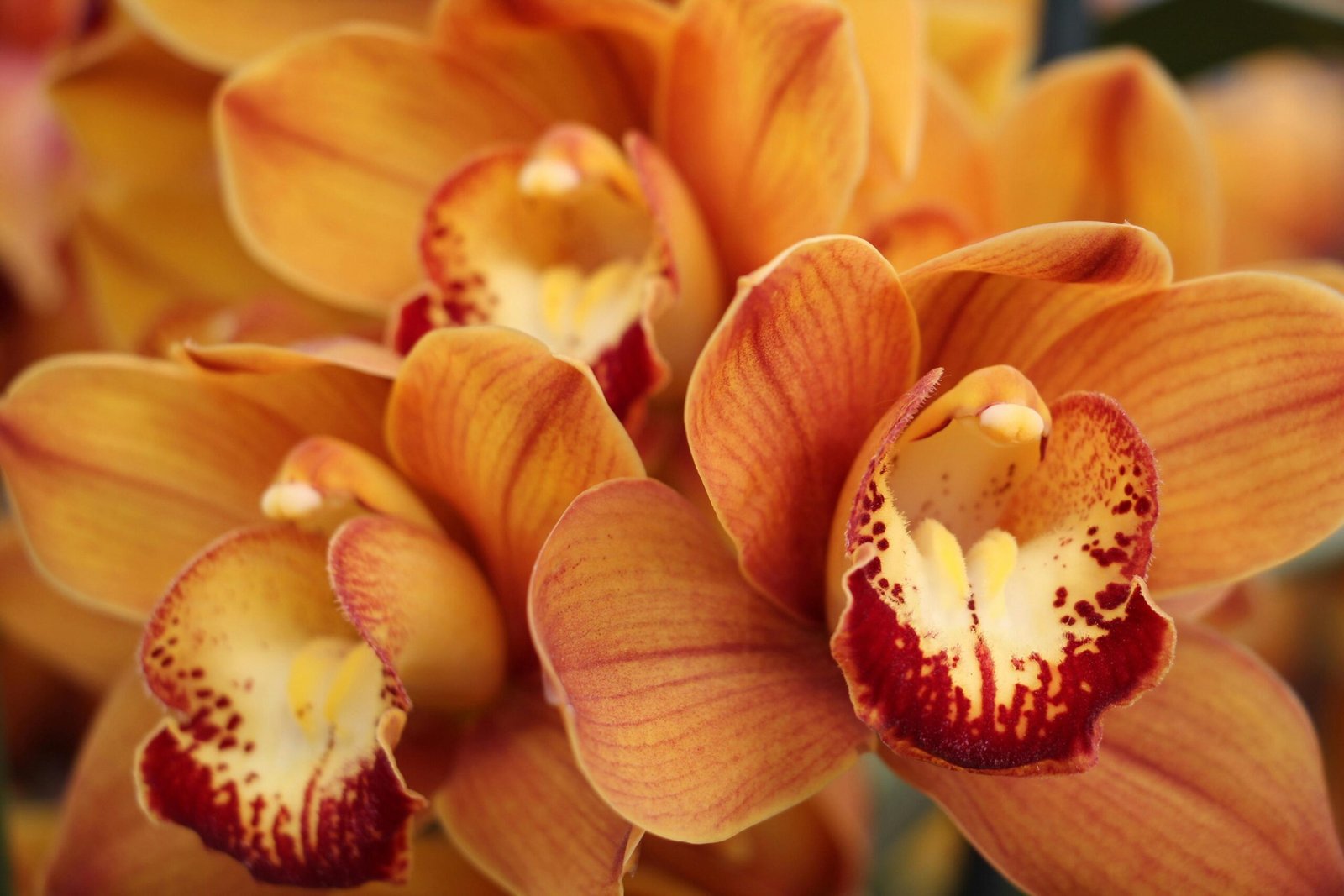 🌸 Guia Completo: Cultivo de Orquídeas – Tudo o Que Você Precisa Saber Para Ter Flores Saudáveis
