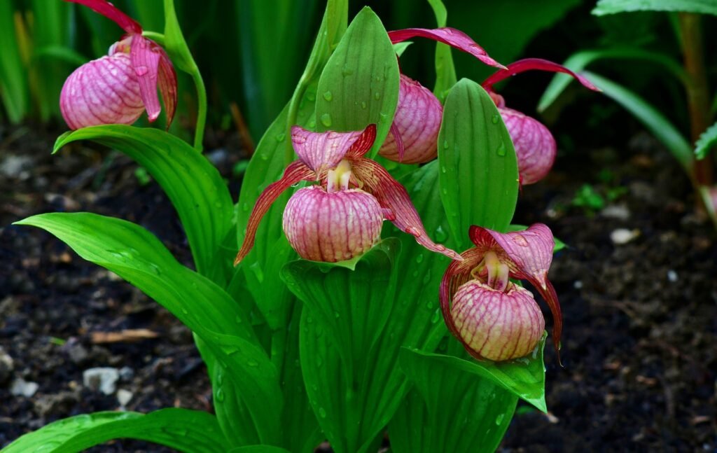 cypripedium-como cultivar orquideas