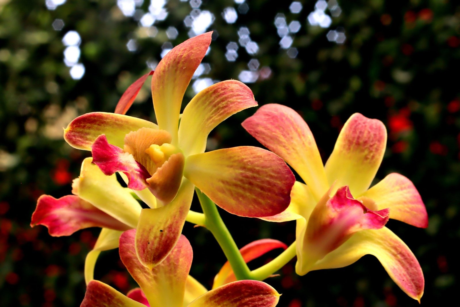 Como escolher sua primeira orquídea: guia completo para iniciantes