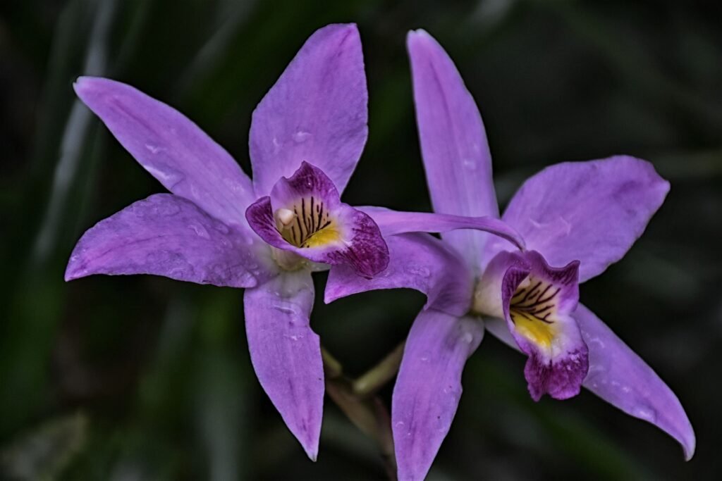 Laelia anceps molhada pela rega