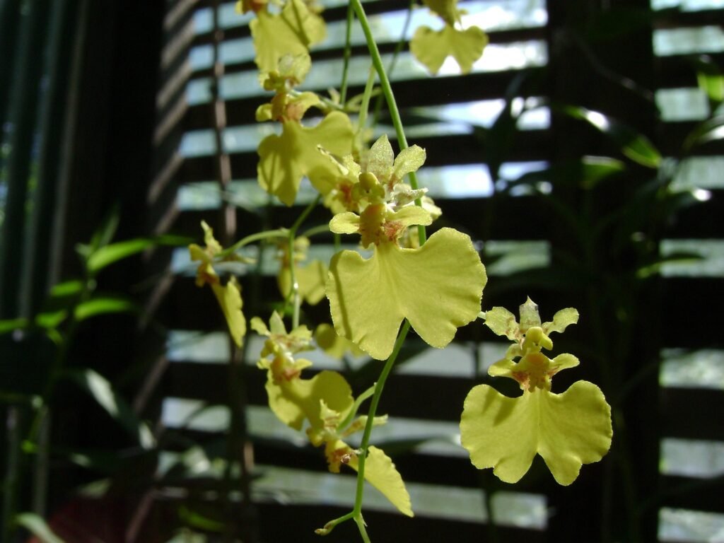 Oncidium em lugar fresco e arejado
