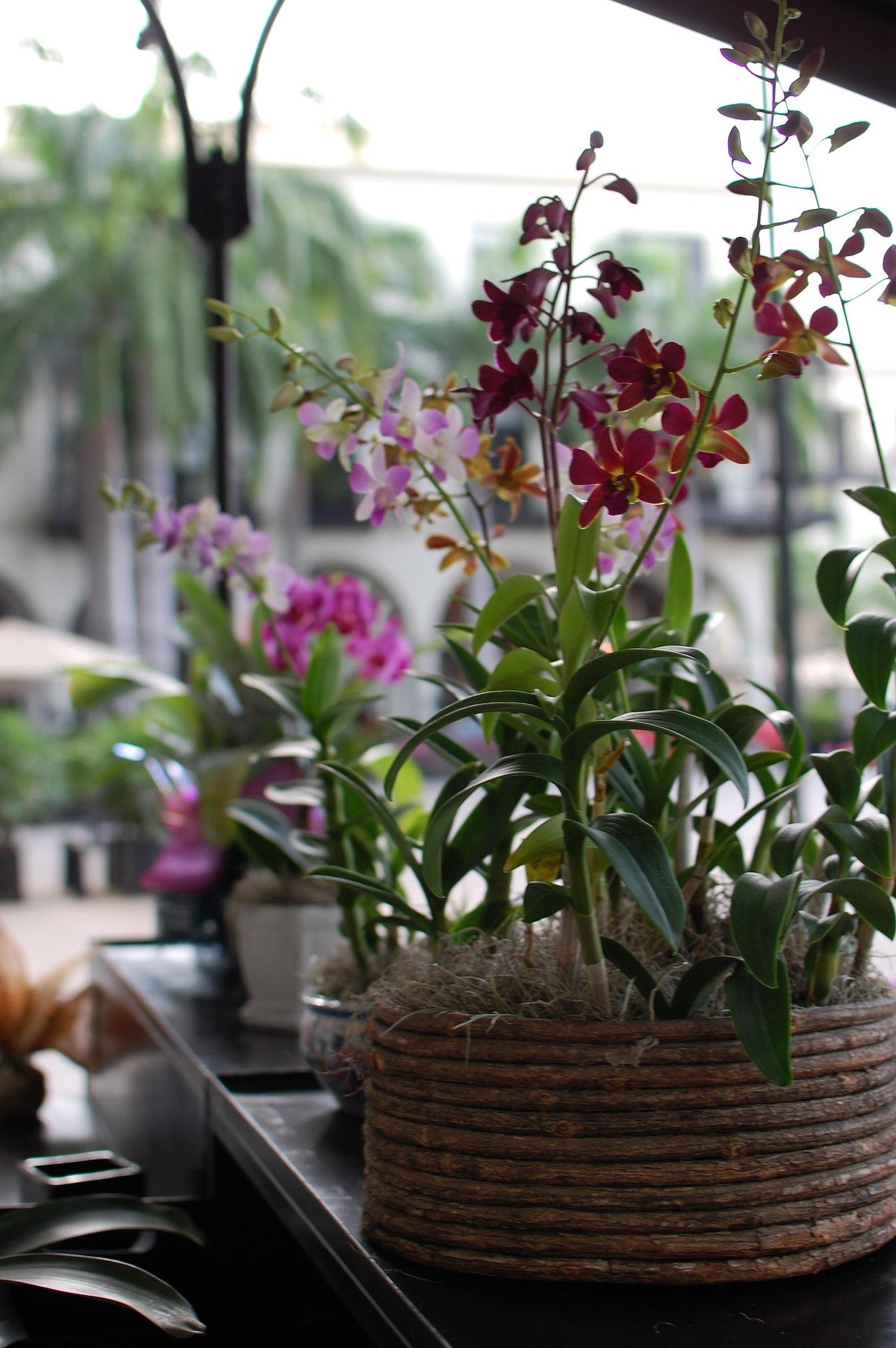 🌿 Onde Posicionar as Orquídeas em Casa? Guia Completo para Cultivar com Sucesso
