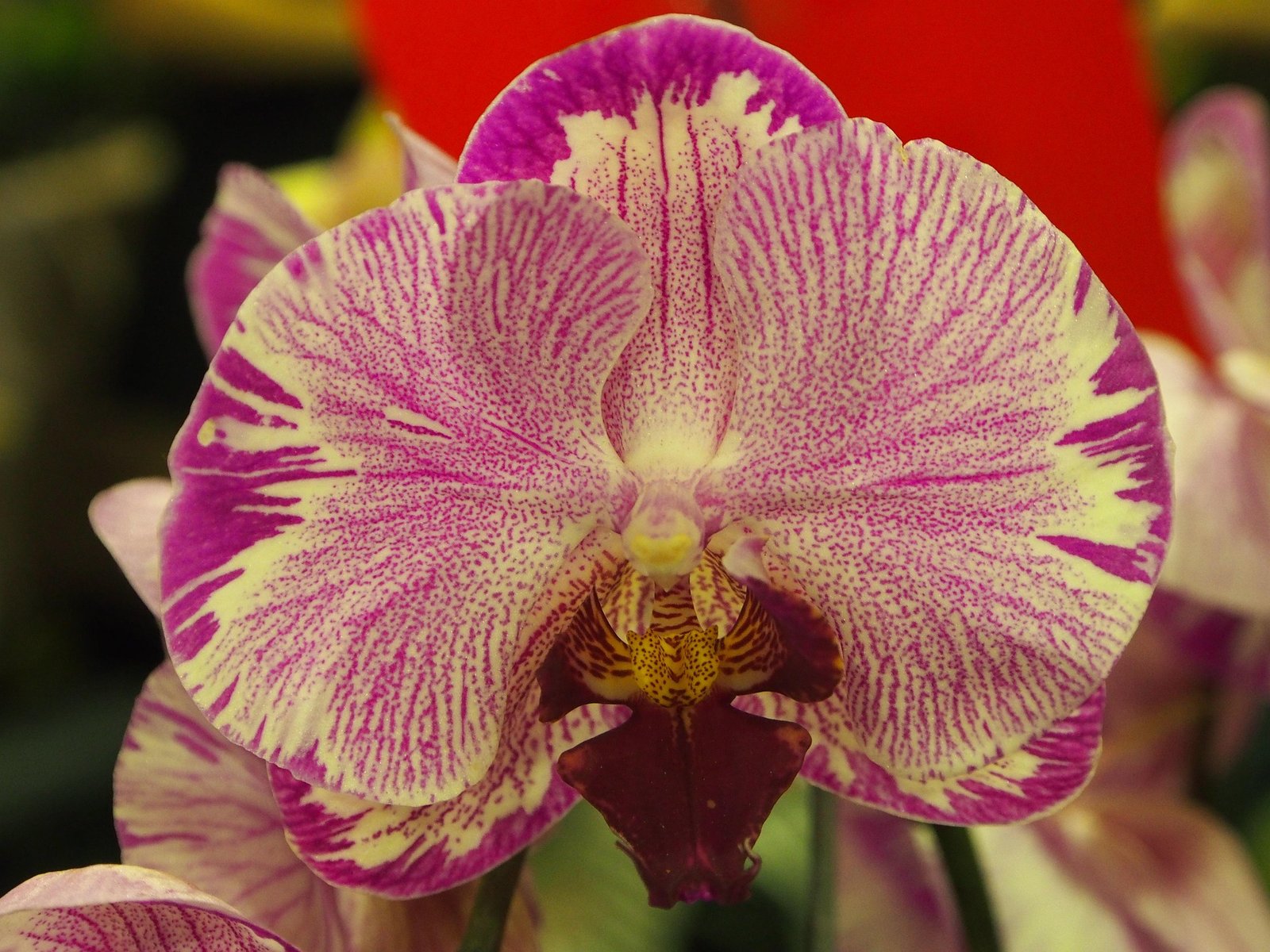 Orquídeas mini para apartamento: guia prático