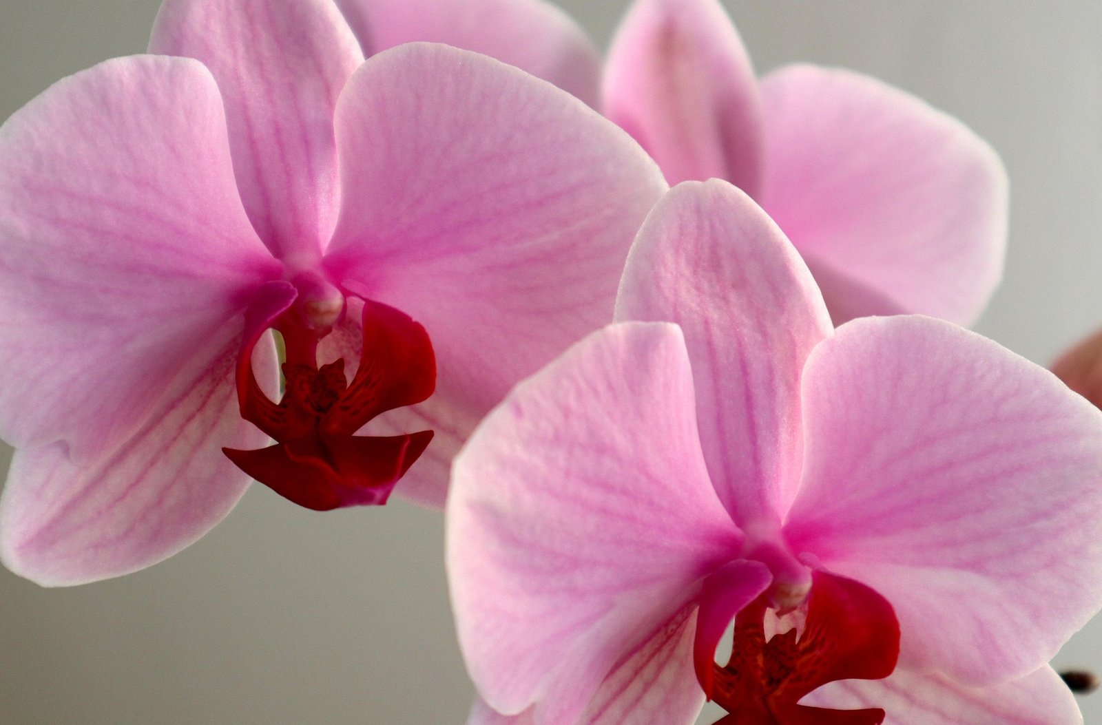 Phalaenopsis: Tudo sobre a Orquídea Borboleta, da Descoberta ao Cultivo Ideal