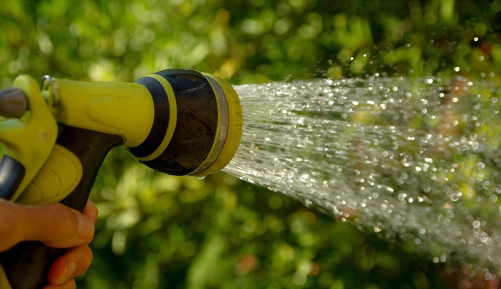 💧 Como Regar Orquídeas Corretamente: Guia Completo para Cultivo Saudável