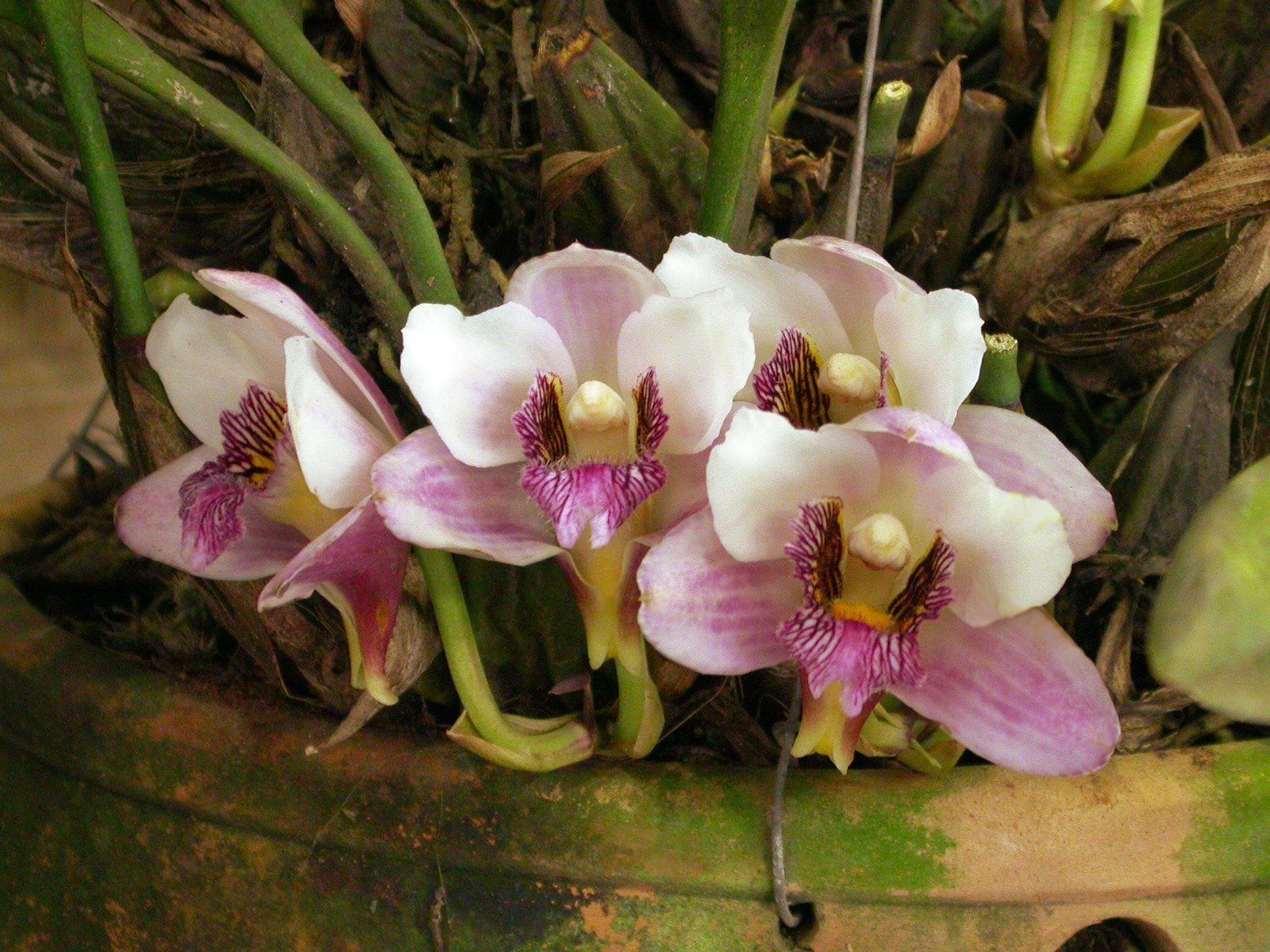 Bifrenaria: Descubra as Belezas e Segredos Dessa Orquídea Pouco Conhecida