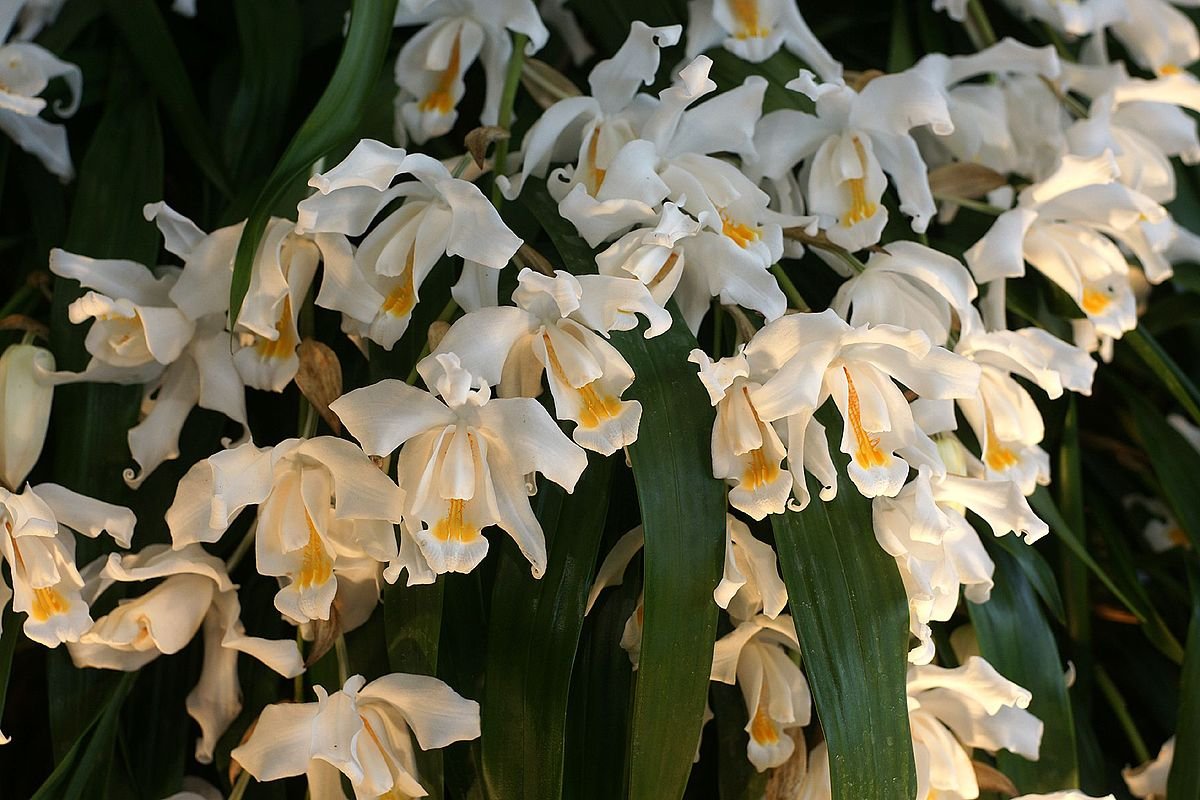 Orquídeas de clima frio: cultivo sem mistério