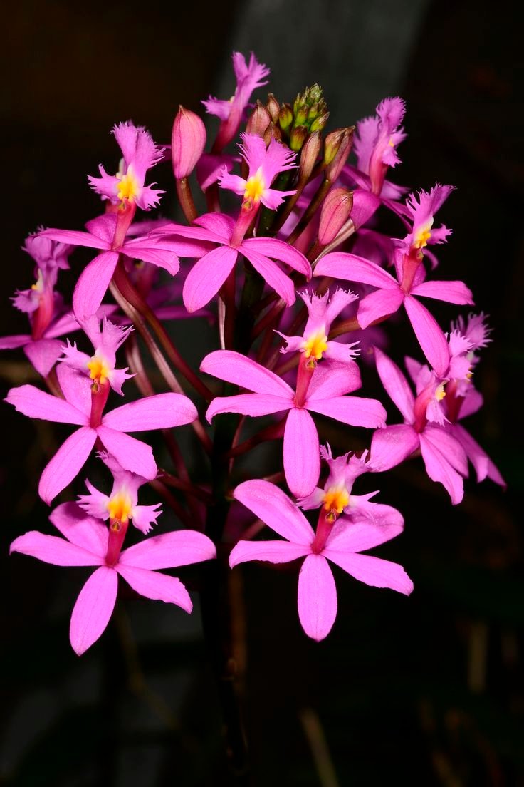 Orquídea Epidendrum: Aprenda a Cultivar a Orquídea Crucifixo que Floresce o Ano Todo