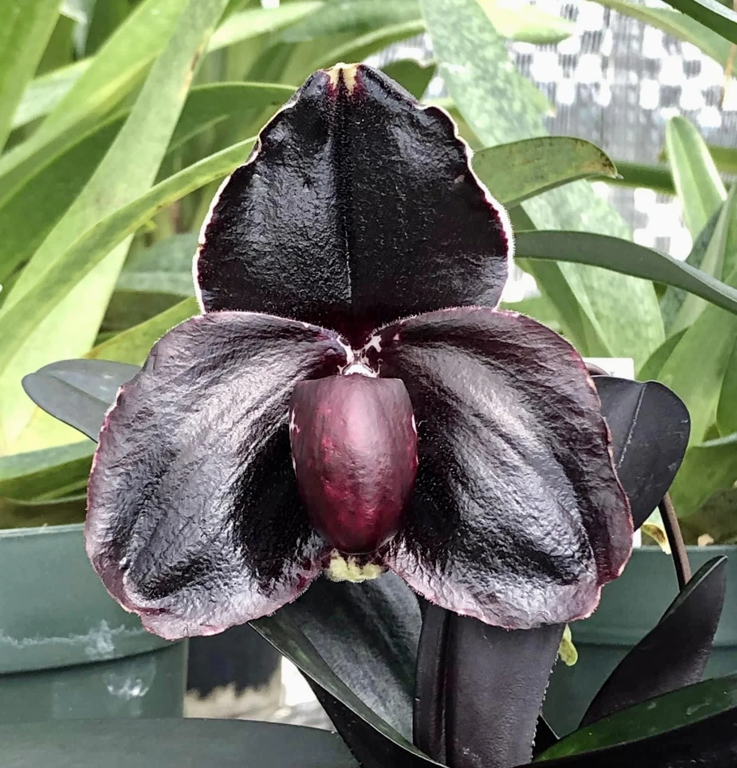 Orquídea Negra: Mistério, Beleza e Cultivo da Flor Mais Enigmática Orquídea Negra: Mistério, Beleza e Cultivo da Flor Mais Enigmática
