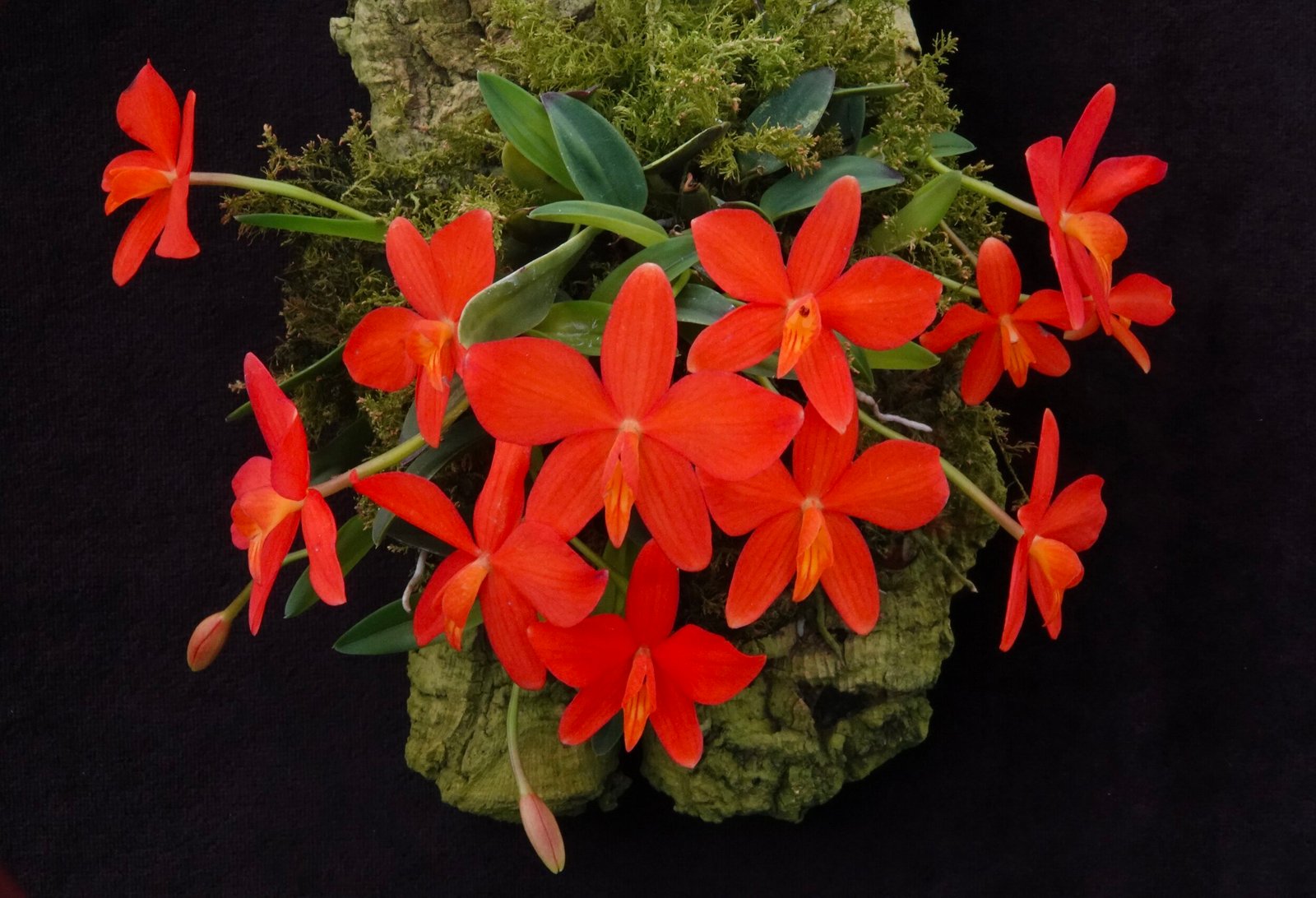 Sophronitis: A Orquídea Rubra que Encanta Colecionadores