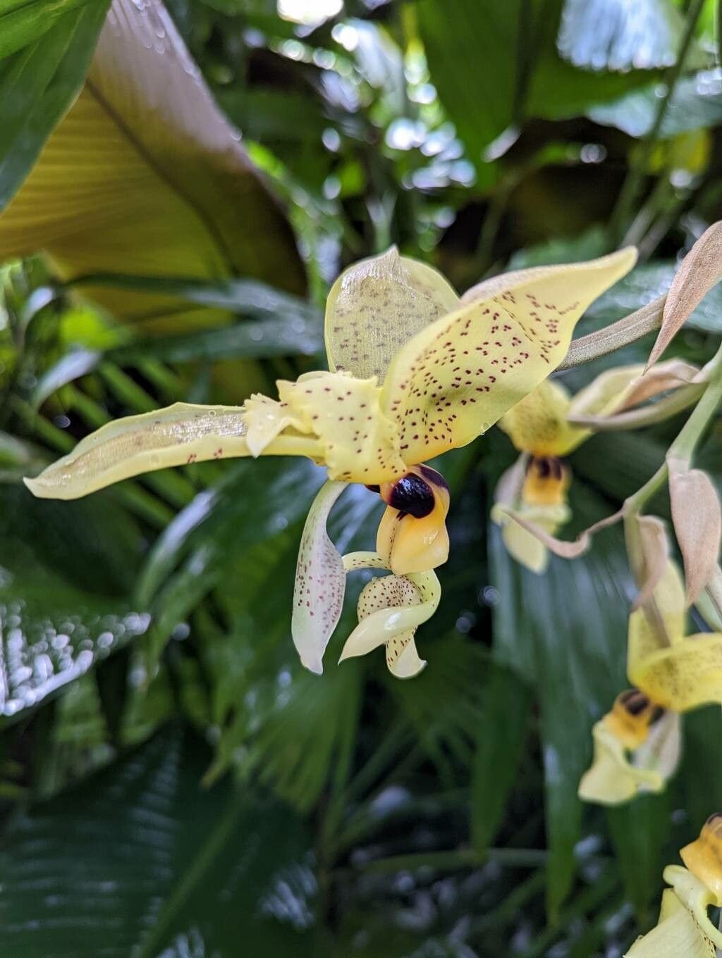 Stanhopea: A Orquídea das Flores Exóticas e Perfume Surpreendente