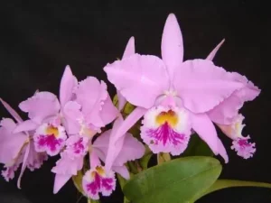 Cuidados de verão em orquídeas Conheça 12 orquídeas perfumadas, suas épocas de floração, horários de aroma mais intenso e dicas de cultivo para perfumar sua casa.