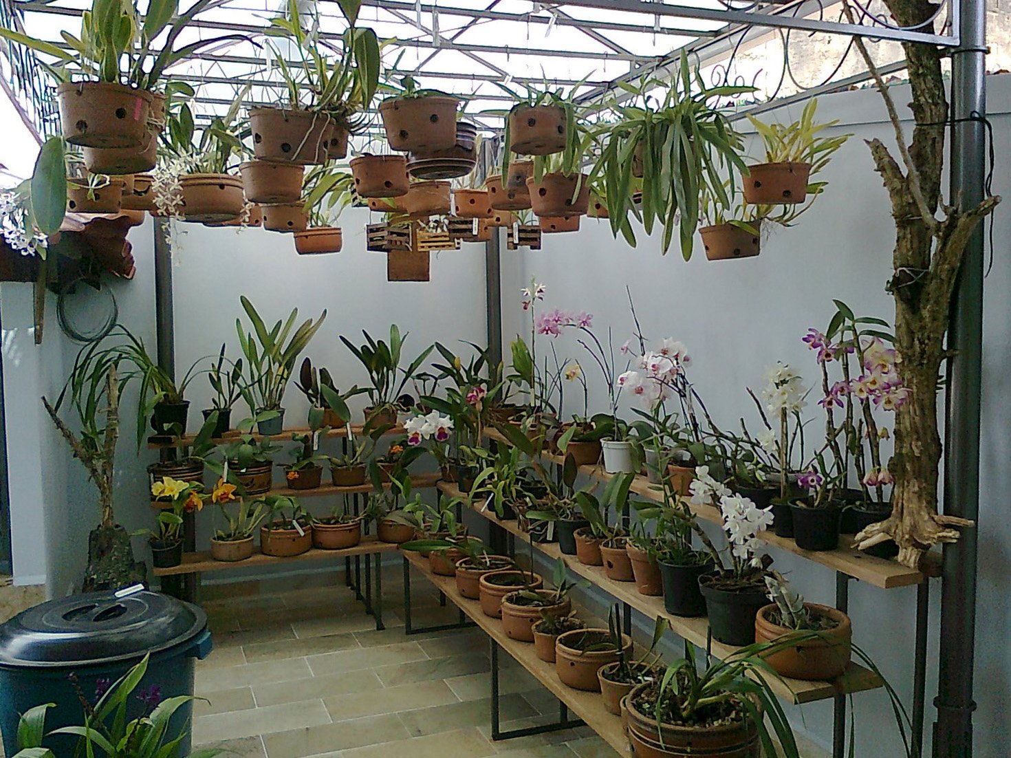Como Montar um Orquidário Simples em Casa: Guia Completo Para Iniciantes