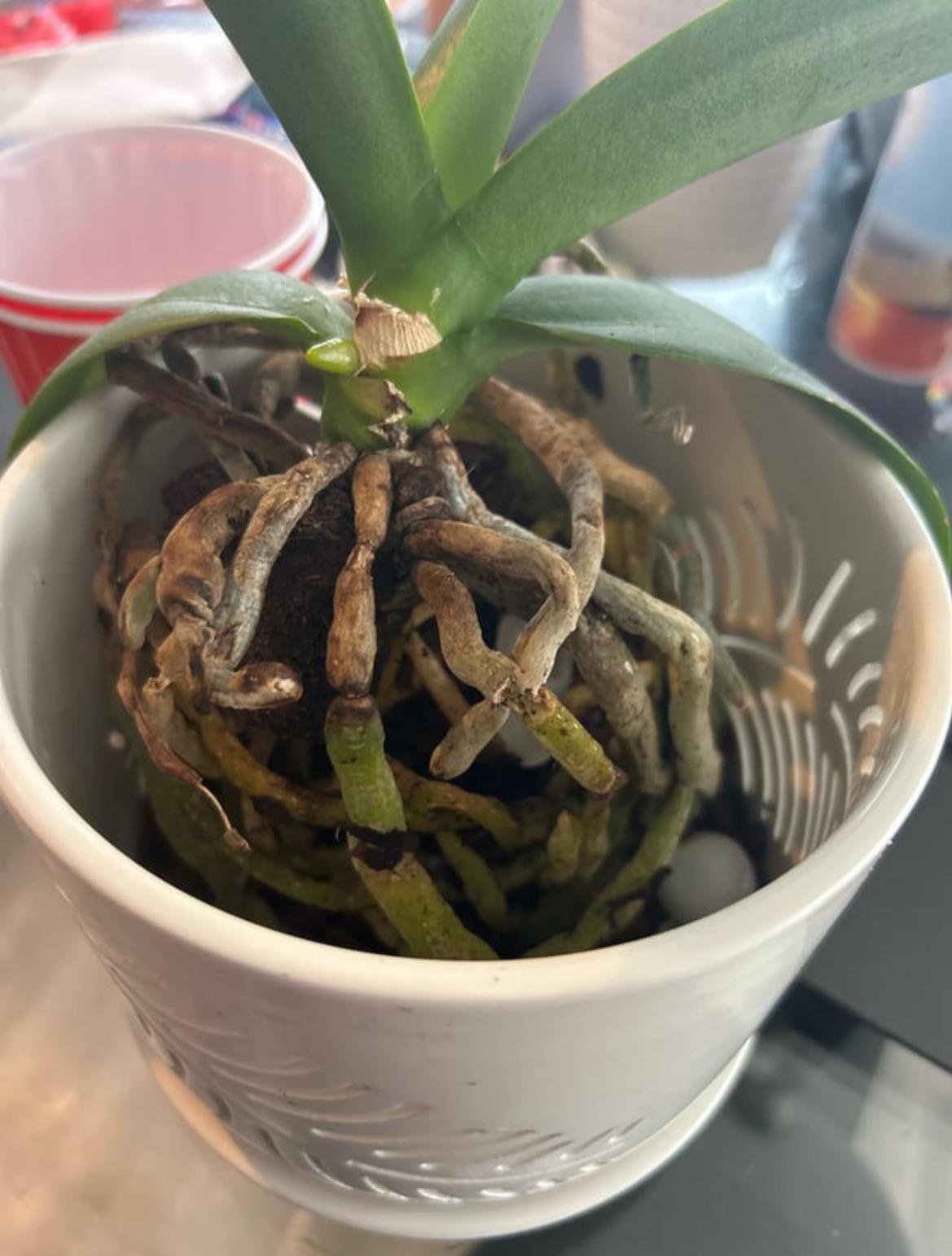 Doenças em orquídeas: fúngicas e bacterianas