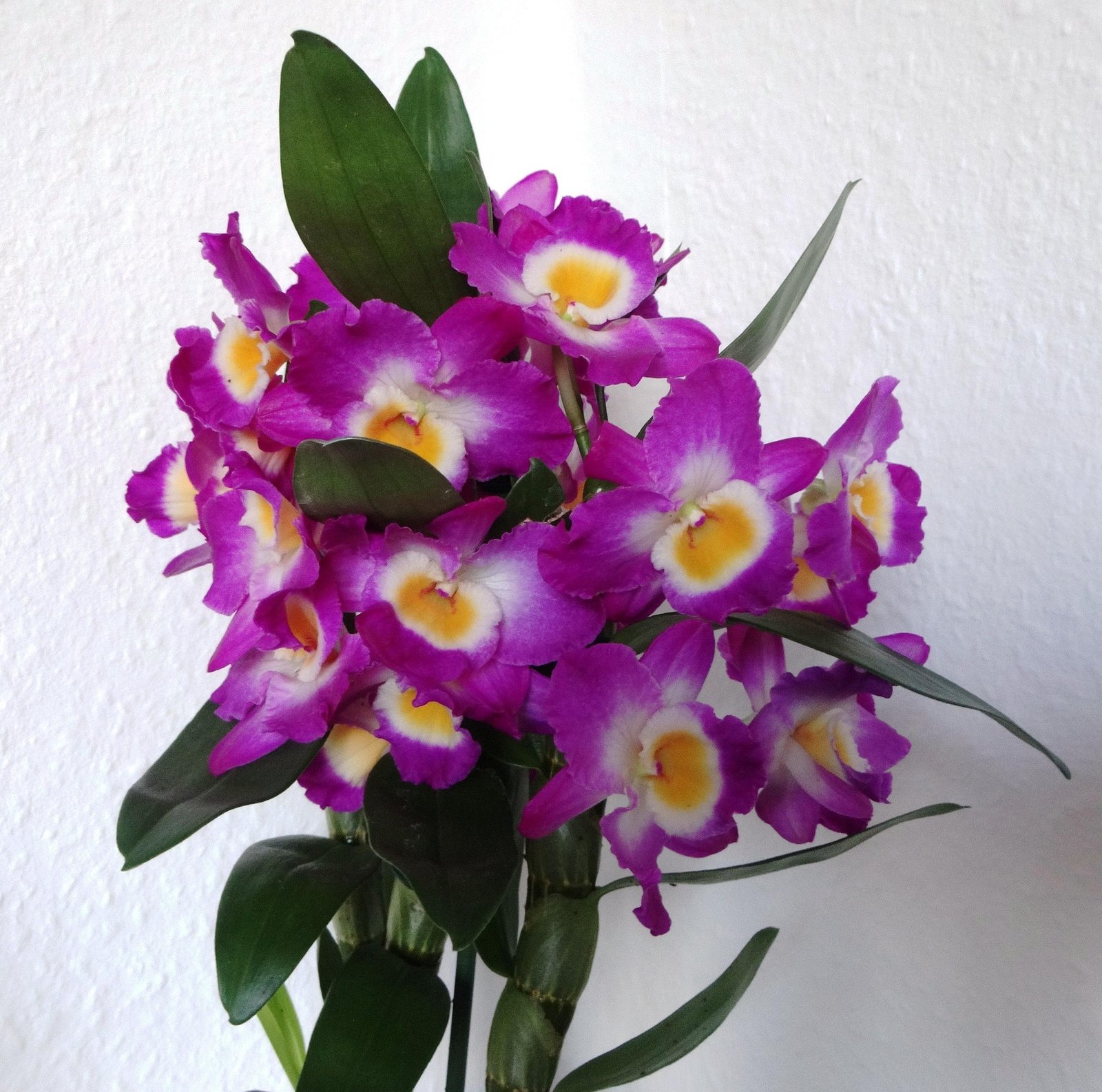 Orquídea Dendrobium: Guia Completo de Cultivo, Cuidados e Floração